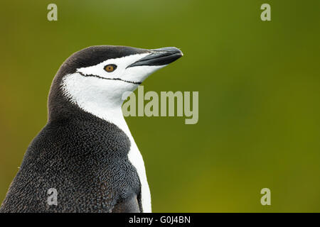 Pinguini Chinstrap Pygoscelis Antartide, adulto, colpo alla testa contro lo sfondo di colore verde, rame Bay, Georgia del Sud in gennaio. Foto Stock