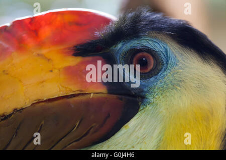 Sunda stropicciata hornbill (Aceros corrugatus) presso lo Zoo di Dresda, Sassonia, Germania. Foto Stock