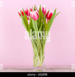 Rosa e Bianco tulipani presente nastro compleanno di pasqua Foto Stock