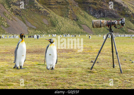 Re penguin Aptenodytes patagonicus, adulti, stando in piedi a fianco di telecamera e cavalletto, Salisbury Plain, Georgia del Sud in dicembre. Foto Stock