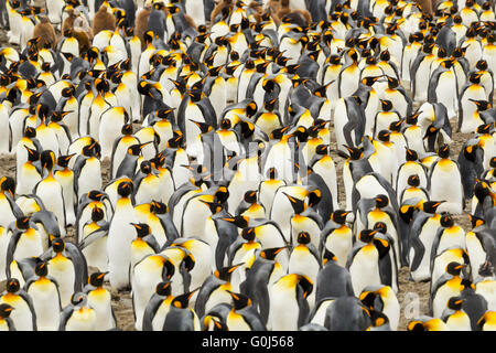 Re penguin Aptenodytes patagonicus, strettamente impaccata colonia di allevamento, St. Andrew's Bay, Georgia del Sud in gennaio. Foto Stock