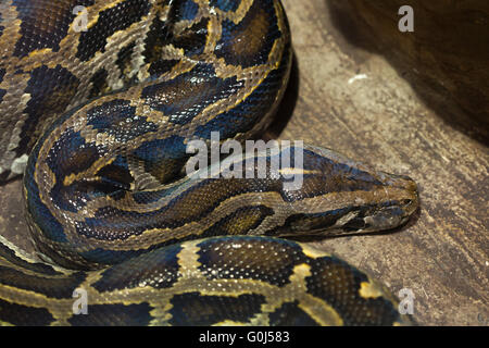 Birmano (Python Python bivittatus) a Dvur Kralove Zoo, Repubblica Ceca. Foto Stock
