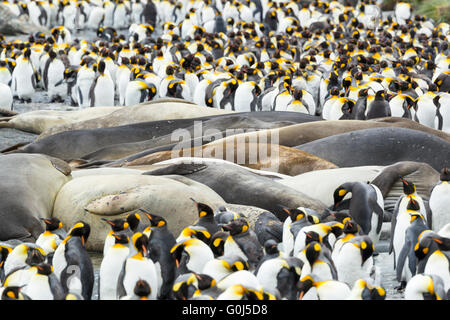 Elefante marino del sud Mirounga leonina, adulti, tirata fuori tra il re dei pinguini, Porto Oro, Georgia del Sud in gennaio. Foto Stock