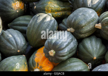 Mesa Regina Eichelkürbis Winterhorn cucurbita zucca zucche dal raccolto autunnale Foto Stock