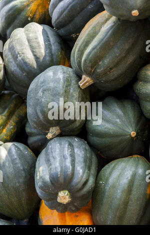 Mesa Regina Eichelkürbis Winterhorn cucurbita zucca zucche dal raccolto autunnale Foto Stock