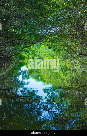 Eco-turismo immagine di mangrovie in Everglades National Park in Florida USA Foto Stock