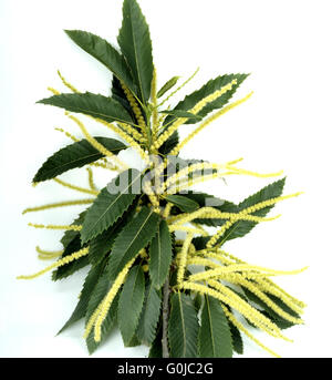 Edelkastanie Foto Stock