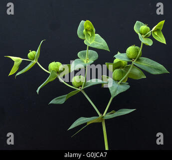 Kreuzblaettrige Wolfsmilch, Euphorbia lathyrus Foto Stock