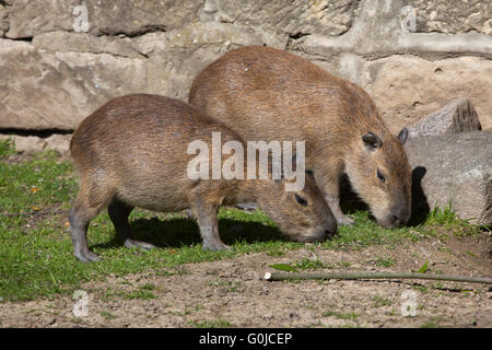 Capibara (Hydrochoerus hydrochaeris) presso lo Zoo di Dresda, Sassonia, Germania. Foto Stock