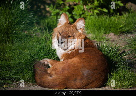 Ussuri dhole (Cuon alpinus alpinus), noto anche come l'Indiano cane selvatico presso lo Zoo di Dresda, Sassonia, Germania. Foto Stock