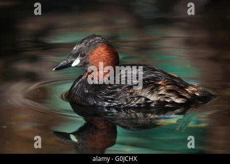 Tuffetto (Tachybaptus ruficollis), noto anche come dabchick presso lo Zoo di Dresda, Sassonia, Germania. Foto Stock