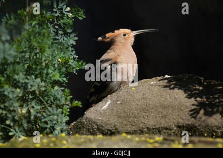 Hoopoe eurasiatico (Upupa epps). Foto Stock