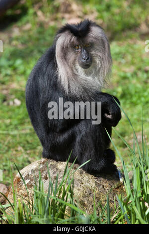 Lion-coda Macaque (Macaca silenus), noto anche come wanderoo presso lo Zoo di Dresda, Sassonia, Germania. Foto Stock