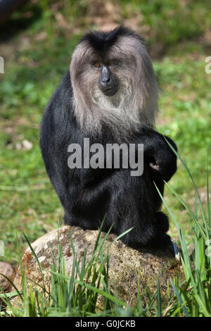 Lion-coda Macaque (Macaca silenus), noto anche come wanderoo presso lo Zoo di Dresda, Sassonia, Germania. Foto Stock