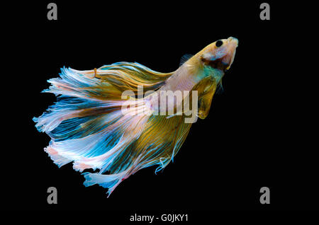 Betta acquario Siamese fighting fish, sfondo nero Foto Stock