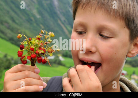 Ragazzo di mangiare fragole selvatiche, Norvegia / (Fragaria vesca) / Fragole Foto Stock