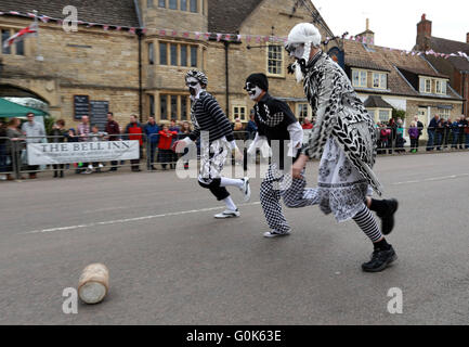 Stilton, Cambridgeshire, Regno Unito. Il 2 maggio, 2016. Le vacanze di Maggio e formaggio in rotolamento Stilton, Cambridgeshire. Diga di maiale verri inseguire il loro formaggio. Il formaggio a concorrenza di laminazione è un giorno di maggio lunedì festivo tradizione e rullo di concorrenti dei blocchi di legno lungo la strada principale al posto del formaggio Stilton che ha preso il suo nome dal villaggio. Credito: Paolo Marriott/Alamy Live News Foto Stock