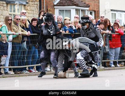 Stilton, Cambridgeshire, Regno Unito. Il 2 maggio, 2016. Le vacanze di Maggio e formaggio in rotolamento Stilton, Cambridgeshire. Diga di maiale molly prendere parte al concorso. Il formaggio a concorrenza di laminazione è un giorno di maggio lunedì festivo tradizione e rullo di concorrenti dei blocchi di legno lungo la strada principale al posto del formaggio Stilton che ha preso il suo nome dal villaggio. Credito: Paolo Marriott/Alamy Live News Foto Stock