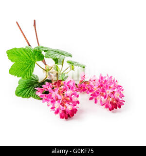 Ribes fioritura ramoscello con fiori di colore rosa isolato su sfondo bianco percorso di clipping incluso. Ribes sanguineum impianto Foto Stock