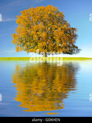 Albero con la riflessione in acqua con onde Foto Stock