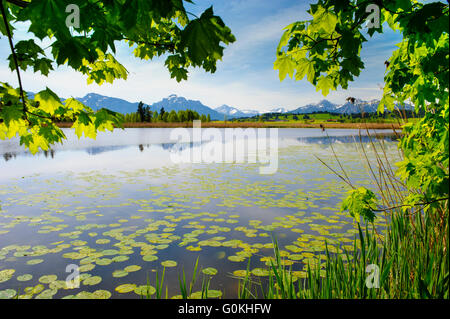 Panorama del paesaggio in Baviera con il lago e il prato Foto Stock