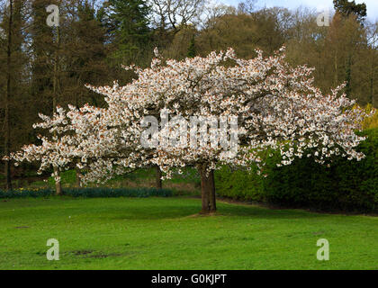 Un fiore rosa cherry blossom tree. A Newstead Abbey, Newstead, Nottinghamshire, Inghilterra. Foto Stock