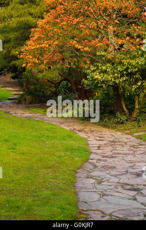 Percorso tranquillo sezione e un colorato Acer albero nel giardino giapponese. A Newstead Abbey, Nottinghamshire, Inghilterra Foto Stock