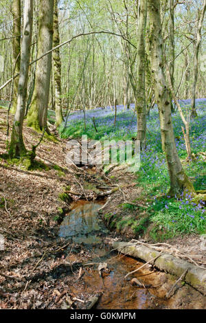 Esecuzione del flusso attraverso un bluebell legno in primavera, East Sussex, England, Regno Unito Foto Stock