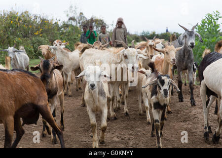 Meki River Delta, Etiopia, Ottobre 2013: Bambini imbrancandosi capre al pascolo. Foto Stock