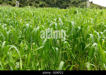 Villaggio Gibi Gurage, Etiopia, ottobre 2013 un campo di orzo. Foto Stock