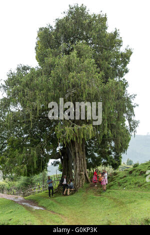 Villaggio Gibi, Gurage, Etiopia, ottobre 2013 la gente si riunisce per la celebrazione dei matrimoni come oggi è di buon auspicio per i matrimoni. Fotografia di Mike Goldwater Foto Stock