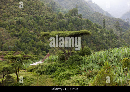 Gurage, Etiopia, ottobre 2013 il ginepro foresta in questo settore è già erosa a causa della deforestazione. Un albero di acasia cresciuto su un appezzamento di famiglia al fianco di enset. Foto Stock