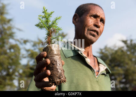 Debre Birhan, Amhara, Etiopia, ottobre 2013 Alemayehu Habte, 60, con l'anno vecchio pianticelle di ginepro. Egli ha lavorato presso il vivaio EWNHS per sei anni. Foto Stock