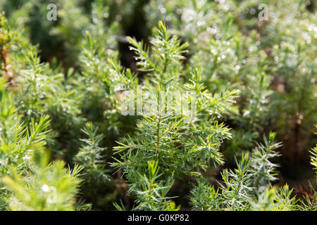 Debre Birhan, Amhara, Etiopia, ottobre 2013 un anno vecchio ginepro piantina presso il vivaio EWNHS. Foto Stock