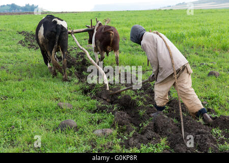 Debre Birhan, Amhara, Etiopia, ottobre 2013 Etachew Tadesse, 25, aratro il loro campo. Il loro impianto sarà guaya, un lagume. Fotografia di Mike Goldwater Foto Stock