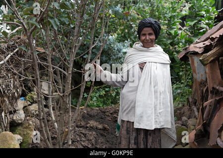 Debre Birhan, Amhara, Etiopia, ottobre 2013; Tirunesh Shoagulaty, 55, con i suoi alberi di mele. Foto Stock