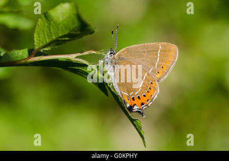 Hairstreak nero (farfalla Satyrium pruni) in appoggio sul prugnolo Foto Stock