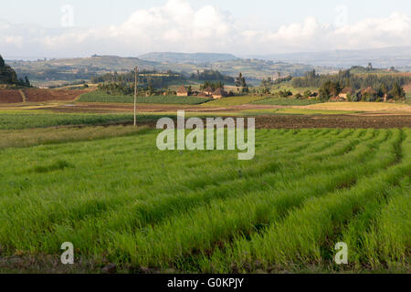 Nord Shewa, Amhara, Etiopia, Ottobre 2013: un paesaggio di Colture di maturazione e pesantemente terreni coltivati. Fotografia di Mike Goldwater Foto Stock