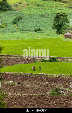 Wofwasha Kebele, Nord Shewa, Etiopia, Ottobre 2013: gli agricoltori weed loro appezzamento di tef. Foto Stock