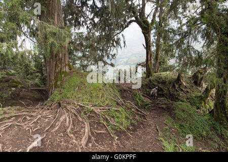 Ankober Woring Mesche Kebele, Nord Shewa, Etiopia, ottobre 2013:Una vista sulla foresta verso il villaggio di Mesche. Foto Stock