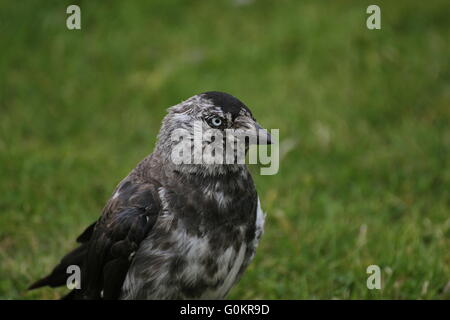 Borchiati westerm taccola (Corvus monedula) sull'erba. Foto Stock