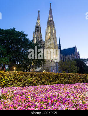 La Chiesa Votiva e il viola fiori di primavera a Vienna al crepuscolo Foto Stock