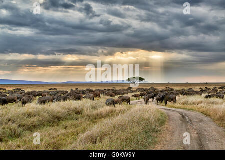 Mandria di bufali africani (Syncerus caffer) al tramonto nel Parco Nazionale del Serengeti, sito patrimonio mondiale dell'UNESCO, Tanzania Foto Stock