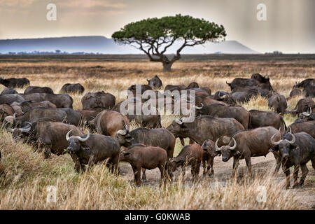 Mandria di bufali africani (Syncerus caffer) al tramonto nel Parco Nazionale del Serengeti, sito patrimonio mondiale dell'UNESCO, Tanzania Foto Stock