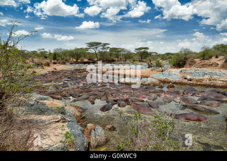 Enormi quantità di ippopotami (Hippopotamus amphibius) nel famoso Hippo-Pool del Serengeti National Park,Tanzania,Afrika Foto Stock