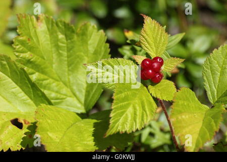 Stone bramble (Rubus saxatilis) cresce allo stato selvatico. Foto Stock