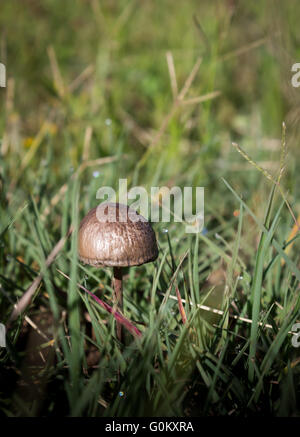 Unico piccolo fungo marrone nella goccia di rugiada erba lunga Foto Stock