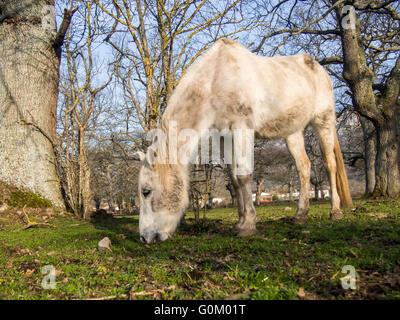 Cavallo al pascolo. Villasante de Montija, Burgos. Castilla Leon, Spagna Europa Foto Stock