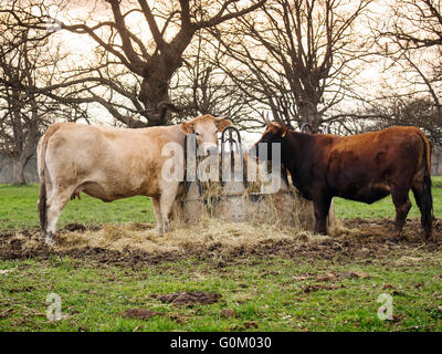 Bestiame. Villasante de Montija, Burgos. Castilla Leon, Spagna Europa Foto Stock