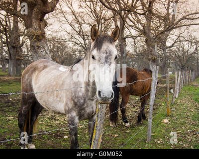 Cavallo dietro il recinto di filo. Villasante de Montija, Burgos. Castilla Leon, Spagna Europa Foto Stock